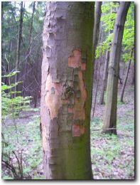 Baum mit Naturkreuz